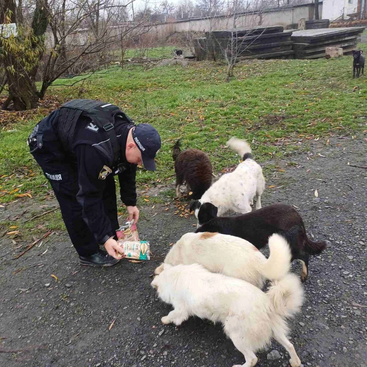 Ein Mann füttert mehrere Hunde im Freien